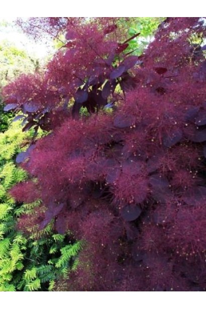 Cotinus Dusky Maiden листя
